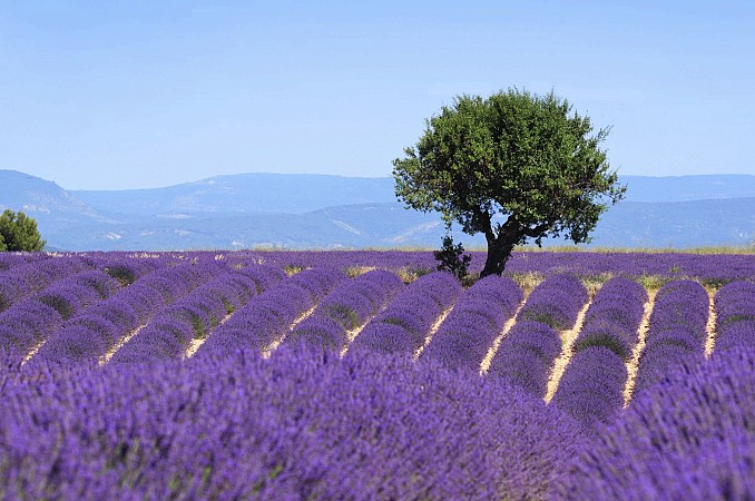 Školní zájezd Francouzská riviéra + Provence 8