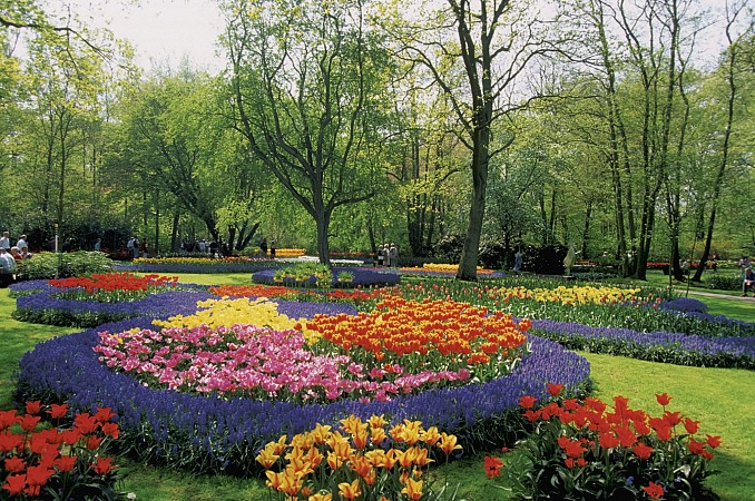 Rozkvetlé Holandsko - země nejen tulipánů 1