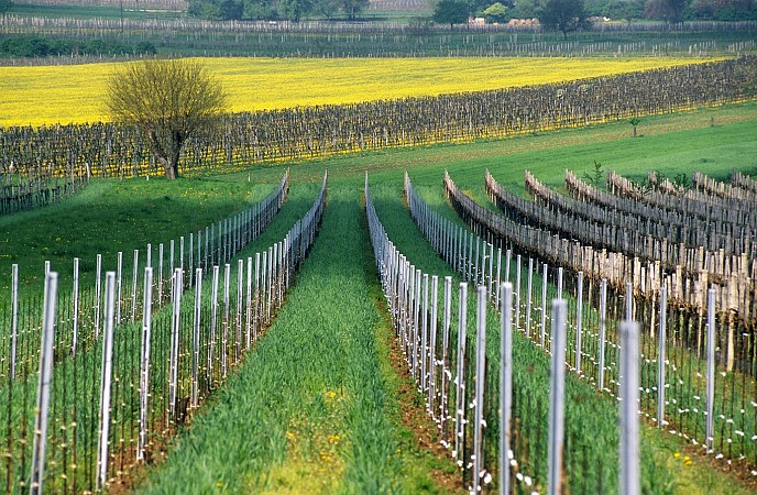 Údolí Wachau + výstava květin v Tullnu s plavbou lodí po Dunaji 6