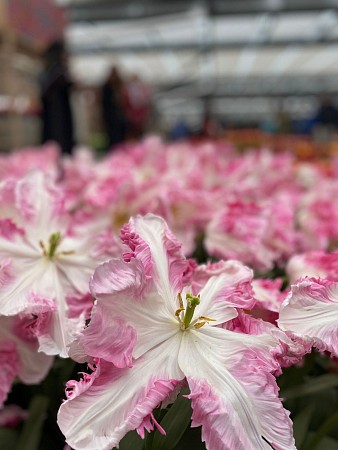 Růžovo-bílé lilie ve skleníkové expozici