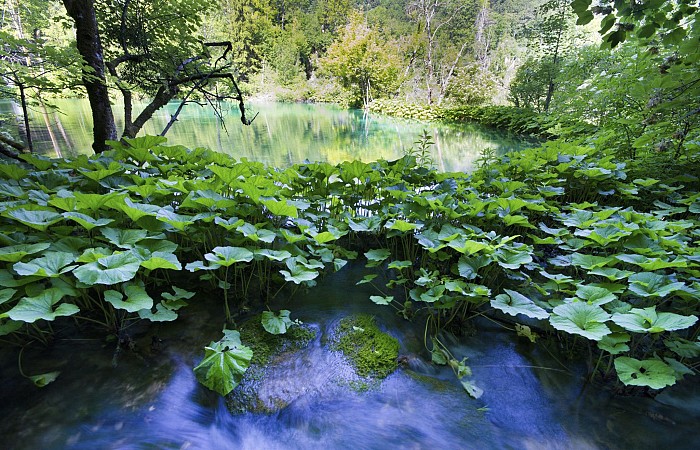 Jezírko s průzračnou vodou je pokryté množstvím zelených leknínových listů a obklopené stromy, které odrážejí svou zeleň na hladině