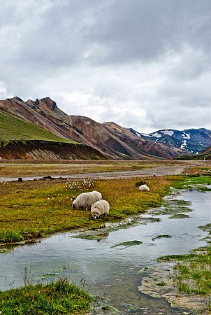 Zelené údolí s potokem a pasoucími se ovcemi