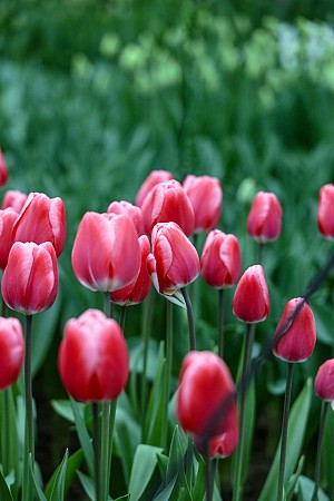 Růžové tulipány na záhonu