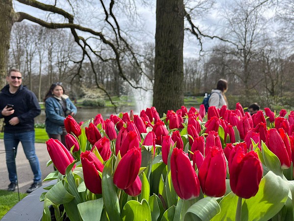 Červené tulipány v parku Keukenhof