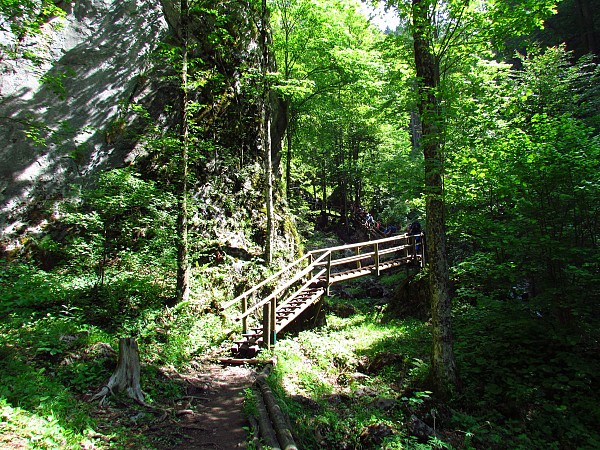 Dřevěný mostek v lese obklopený stromy a hustou zelení
