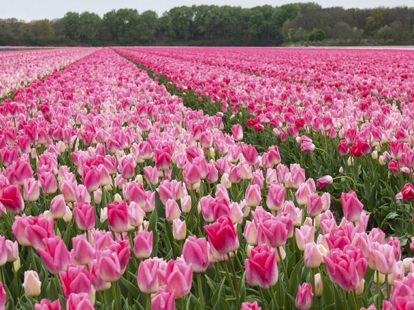 Rozsáhlé pole plné růžových tulipánů sahající až k obzoru