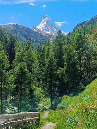 Horská cesta obklopená zelenými stromy s výrazným zasněženým vrcholem