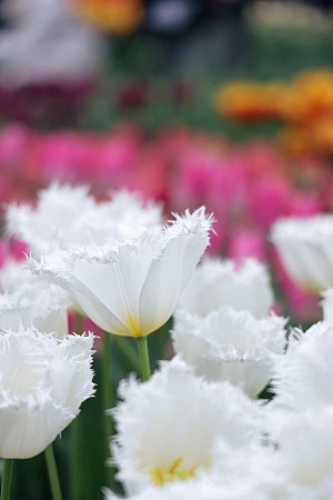 Bílé tulipány s třepenitými okvětními lístky