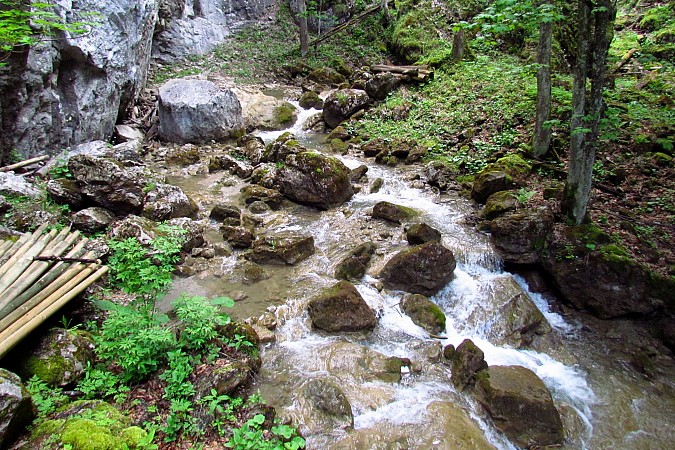 Horský potok stékající mezi kameny a balvany, obklopený zelení lesa