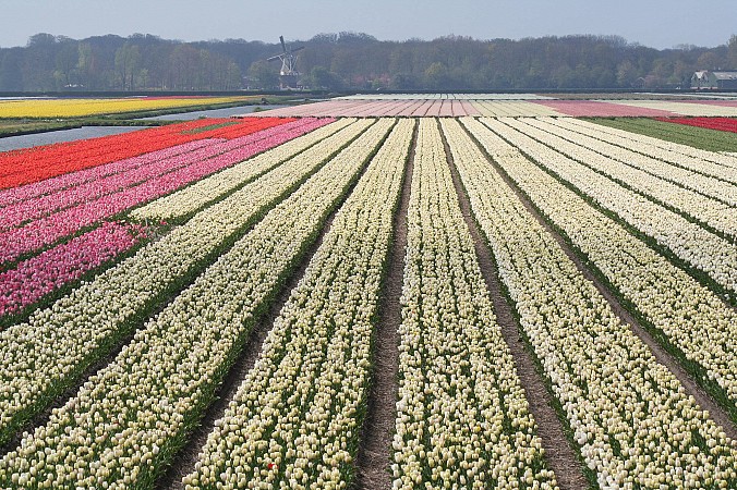 Rozlehlá pole tulipánů různých barev vysazených v dlouhých rovných pásech
