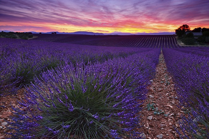 Levandulové pole zalité fialovým světlem zapadajícího slunce