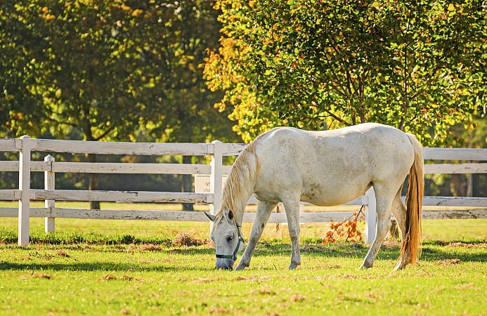 Lipicán pasoucí se na zelené pastvině u dřevěného bílého plotu