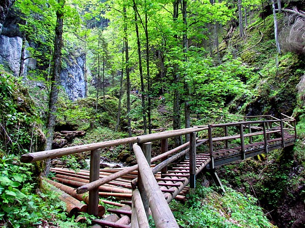Dřevěná lávka se zábradlím procházející hustým zeleným lesem mezi skalami
