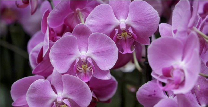 Fialové květy orchidejí